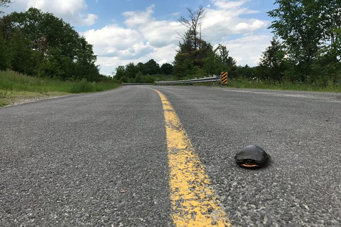 Turtle species in Ontario, such as this painted turtle, are often injured or killed while crossing roadways. Due to increased public awareness of the plight of turtles, of which all eight native species in Ontario are listed as species at risk, the Ontario Turtle Conservation Centre in Peterborough has already admitted more than 1,100 injured turtles in 2019. The centre has an opportunity to expand into a new space thanks to a donation of land and buildings by local couple Mary and Gerry Young, but needs donations of money and skilled labour to make it happen. (Photo: Ontario Turtle Conservation Centre)