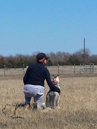 Ontario Dog Trainer Karen Laws with a dog client at her large rural property in Bethany, a perfect location for her "dog university". In her boarding program, Karen first spends time building her own relationship of leadership and trust with the dog, working through any behavioural issues. She then teaches owners to build and maintain the same type of relationship with their dog.  (Supplied photo)