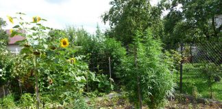 It is legal in Canada to grow up to four cannabis plants for personal use. (Photo: Wikipedia)