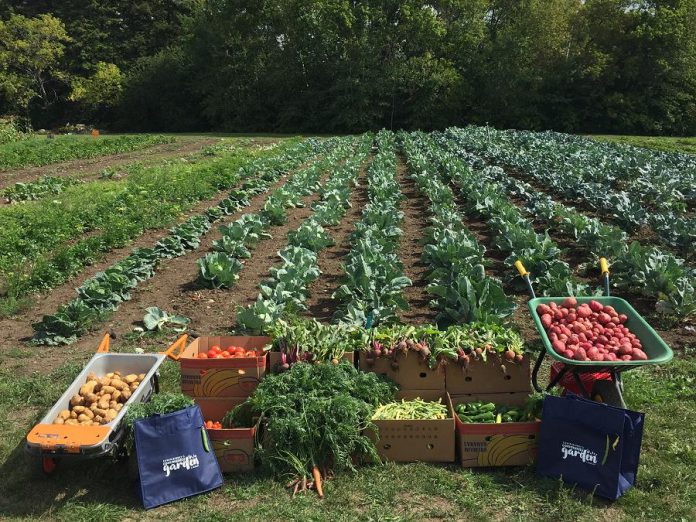 Pictured is 456 pounds of fresh produce harvested from Edwin Binney's Community Garden in Lindsay. The garden is located on 30,000 square feet of Crayola Canada's previously unused land that the United Way and Fleming College staff have developed into a fully operational community garden. In the garden's first year of operation, 11 different agencies received fresh produce from the garden.(Photo courtesy of United Way City of Kawartha Lakes)