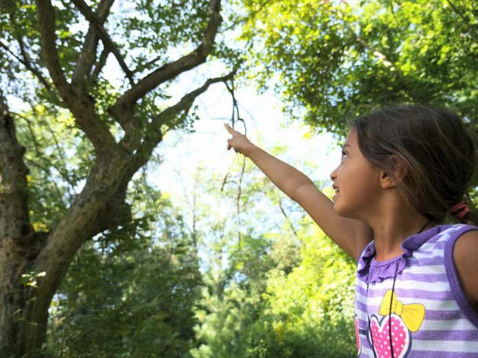 On Saturday, October 5th, GreenUP's Sustainable Urban Neighbourhoods (SUN) program invites the public to enjoy a community celebration and BioBlitz at Kawartha Heights Park in Peterborough. During the BioBlitz, GreenUP's expert volunteers will help you learn about the fascinating plants and animals living within the park. The event also includes tree planting, a live performance by Washboard Hank, and the official release of the Kawartha Heights and East City-Curtis Creek Neighbourhood Action Plans. (Photo courtesy of GreenUP)