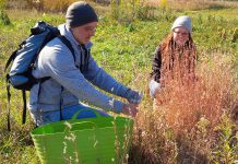 If you want to connect with nature and help protect natural spaces, Kawartha Land Trust is looking for volunteers for several land stewardship activities this fall, including an October 5th event on the McKim-Garsonnin Property in Pontypool where volunteers will help staff pick the seeds of an endangered ecosystem to help in the future replanting of the grasses and wildflowers of our native prairies. (Photo courtesy of Kawartha Land Trust)