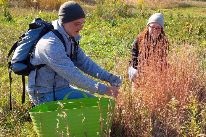 If you want to connect with nature and help protect natural spaces, Kawartha Land Trust is looking for volunteers for several land stewardship activities this fall, including an October 5th event on the McKim-Garsonnin Property in Pontypool where volunteers will help staff pick the seeds of an endangered ecosystem to help in the future replanting of the grasses and wildflowers of our native prairies. (Photo courtesy of Kawartha Land Trust)