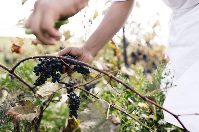 At the Rolling Grape Vineyards harvest party and pig roast, guests will be invited to help out with the grape harvest. (Photo: Ash Naylor)