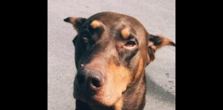 Zeus the dog was struck by a dirt bike in Omemee on the evening of October 7, 2019 and died from its injuries a short time later. (Supplied photo)