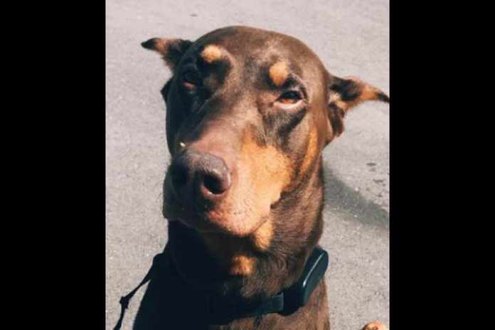 Zeus the dog was struck by a dirt bike in Omemee on the evening of October 7, 2019 and died from its injuries a short time later. (Supplied photo)