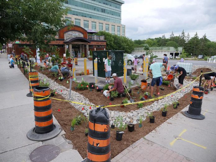 Volunteers depaved and planted the Jiimaan'ndewemgadnong pocket park site, located outside of Euphoria Wellness Spa in downtown Peterborough, over the summer of 2019. Later this fall, the pocket park will be completed with the addition of a canoe art installation designed by local Anishinaabe artist Tia Cavanagh. Jiimaan'ndewemgadnong is a Mizi-Zaagiing Anishinaabeg phrase meaning "the place where the heart of the canoe beats". (Photo courtesy of GreenUP)