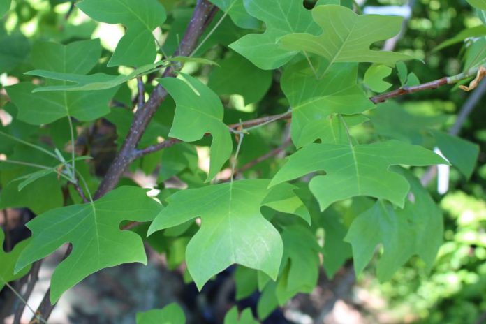 The uniquely shaped leaves of the tulip tree (Liriodendron tulipifeSra), a Carolinian forest species that adds beauty and biodiversity to our region but needs to be sheltered form bitter winter winds. (Photo courtesy of GreenUP)
