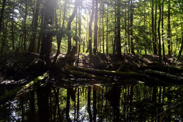The Fleetwood Creek watershed has an outstanding amount of connected natural land, making for an intact wildlife corridor and contributing to climate change resilience. (Photo courtesy of Kawartha Land Trust)