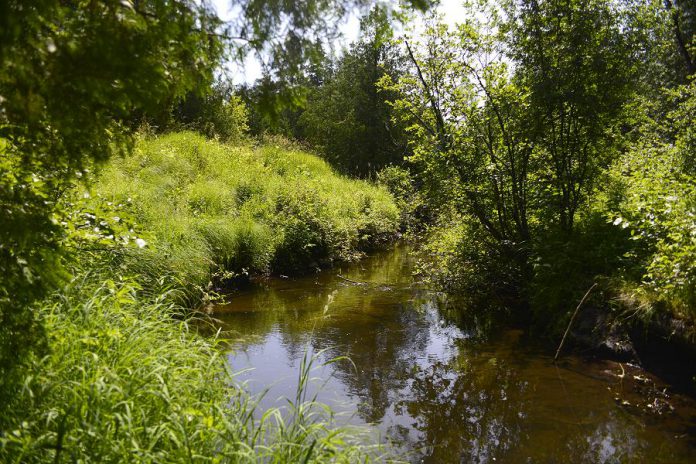 The streams and creeks in Fleetwood Creek watershed are one of the best opportunities in the Kawarthas to improve habitat quality of cold water streams for species like Brook trout.  (Photo courtesy of Kawartha Land Trust)