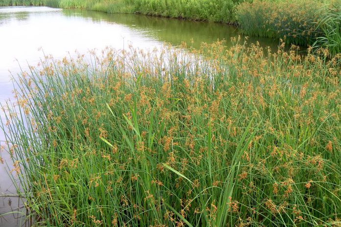 Wetlands in the Fleetwood Creek watershed. (Photo courtesy of Kawartha Land Trust)