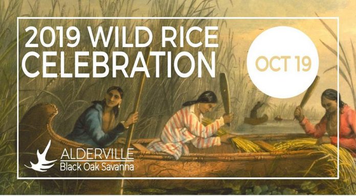 The Alderville Black Oak Savanna is hosting a Wild Rice Celebration On October 19. 2019. (Graphic courtesy of Alderville Black Oak Savannah)