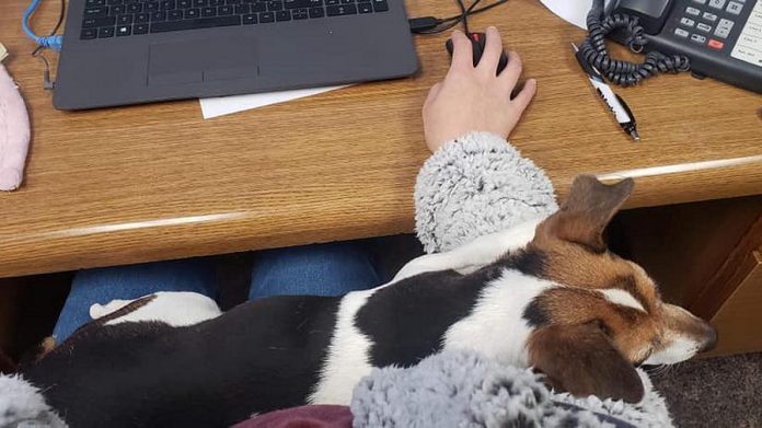 The Jack Russell terrier is safe and sound at the  Peterborough Humane Society, where she is "getting lots of snuggles from the office staff". (Photo: Heidi Wilkins / Facebook)