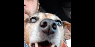 Tim Horgan of Cobourg with the Jack Russell terrier he rescued after she went under a 20-foot moving truck after running into traffic on Highway 28 south of Fraserville. Horgan took her to the Peterborough Humane Society where she is doing well and waiting to be reunited with her family. (Photo: Tim Horgan / Facebook)