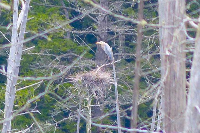 Hans and Christine Keppler intend to donate their 295-acre property, located in North Kawartha township near Chandos Lake, to Kawartha Land Trust to ensure it is cared for in perpetuity.  The property, which features an active heronry (pictured) as well as at least 40 species of birds, contains wetland, mixed canopy forest, permanent streams, and numerous vernal pools that provide critical habitat for species at risk. (Photo courtesy of Kawartha Land Trust)