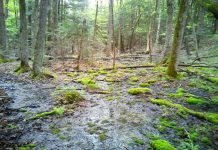 Hans and Christine Keppler plan to donate their 295-acre property, located in North Kawartha township near Chandos Lake, to Kawartha Land Trust to ensure it is cared for in perpetuity. Along with numerous vernal pools (pictured) that provide critical habitat for species at risk, the new Keppler Nature Sanctuary contains wetland, mixed canopy forest, and permanent streams. More than 40 species of birds, including an an active heronry, have been observed on the property. (Photo courtesy of Kawartha Land Trust)