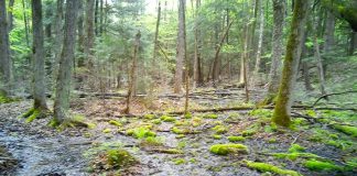 Hans and Christine Keppler plan to donate their 295-acre property, located in North Kawartha township near Chandos Lake, to Kawartha Land Trust to ensure it is cared for in perpetuity. Along with numerous vernal pools (pictured) that provide critical habitat for species at risk, the new Keppler Nature Sanctuary contains wetland, mixed canopy forest, and permanent streams. More than 40 species of birds, including an an active heronry, have been observed on the property. (Photo courtesy of Kawartha Land Trust)
