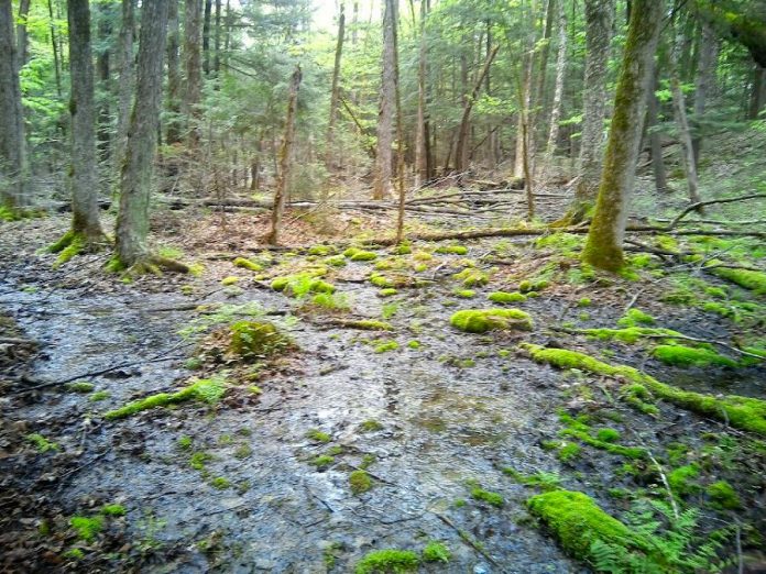 Hans and Christine Keppler plan to donate their 295-acre property, located in North Kawartha township near Chandos Lake, to Kawartha Land Trust to ensure it is cared for in perpetuity. Along with numerous vernal pools (pictured) that provide critical habitat for species at risk, the new Keppler Nature Sanctuary contains wetland, mixed canopy forest, and permanent streams. More than 40 species of birds, including an an active heronry, have been observed on the property. (Photo courtesy of Kawartha Land Trust)