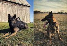 Chase and Isaac of the Peterborough Police Service's Canine Unit are now on Instagram @peterboroughpolicek9. (Photos courtesy of Peterborough Police Service)