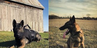 Chase and Isaac of the Peterborough Police Service's Canine Unit are now on Instagram @peterboroughpolicek9. (Photos courtesy of Peterborough Police Service)