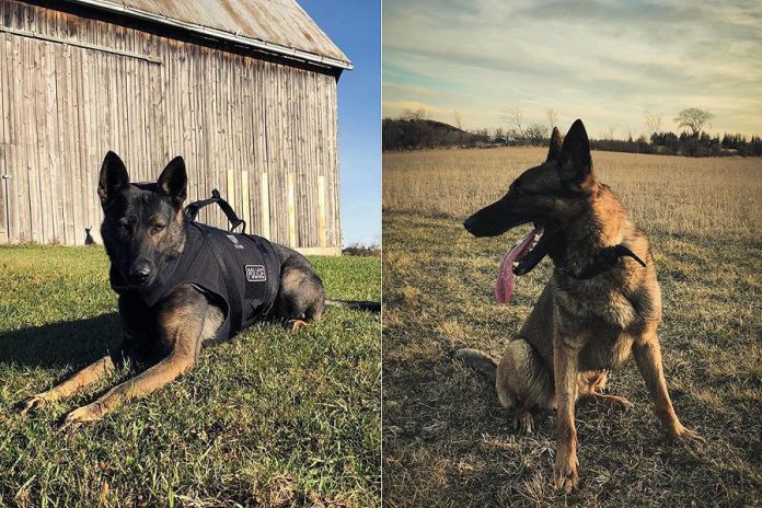Chase and Isaac of the Peterborough Police Service's Canine Unit are now on Instagram @peterboroughpolicek9. (Photos courtesy of Peterborough Police Service)