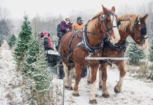 Christmas tree farms are open for business in the Kawarthas. Barrett's Tree Farm north of Cobourg is a popular destination for harvesting your own Christmas tree. They are also offering horse-drawn wagon rides on weekends until December 15, 2019. (Photo: Barrett's Tree Farm / Facebook)