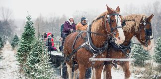Christmas tree farms are open for business in the Kawarthas. Barrett's Tree Farm north of Cobourg is a popular destination for harvesting your own Christmas tree. They are also offering horse-drawn wagon rides on weekends until December 15, 2019. (Photo: Barrett's Tree Farm / Facebook)