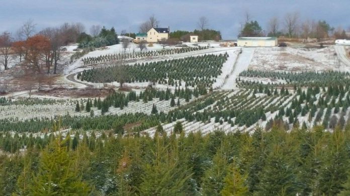 J & D Trees in Colborne offers White Spruce, Balsam Fir, and Fraser Fir.  (Photo: J & D Trees)