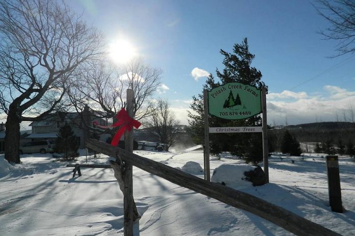 Potash Creek Farms, located north of Highway 7 between Fowlers Corners and Ommeee, offers cut-your-own Spruce and Scotch Pine and pre-cut Balsam Fir. (Photo: Potash Creek Farms)