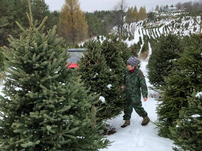 Open daily, Powell's Trees in Bowmanville offers Spruce and Fir. (Photo: Powell's Trees / Facebook)