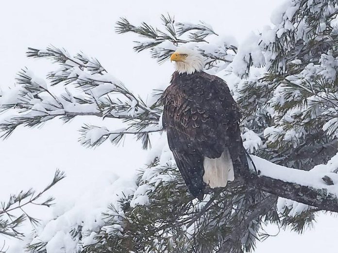 Kawartha Lakes wildlife photographer Dave Ellis took this photograph of a bald eagle, which became the top post on kawarthaNOW's Instagram in December 2019. (Photo: Dave Ellis @dave.ellis.photos / Instagram)