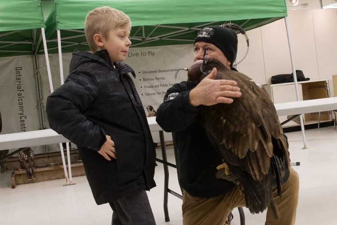 Hudson Rellinger gets a close-up look at a falcon from the Ontario Falconry Centre at last year's Family Literacy Day. At this year's event, taking place on January 25, 2020 in Peterborough Square, the Ontario Turtle Conservation Centre will offer a live turtle exhibit, reflecting the event's theme "Once Upon A Turtle". (Photo courtesy of Peter Rellinger)