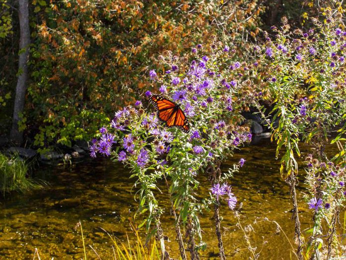 The Indian River provides habitat for various species at risk in Ontario, including the common nighthawk and monarch butterfly, and the federally at-risk painted turtle. An estimated 200 bird species nest in or migrate through the Warsaw area.  (Photo courtesy of GreenUP)