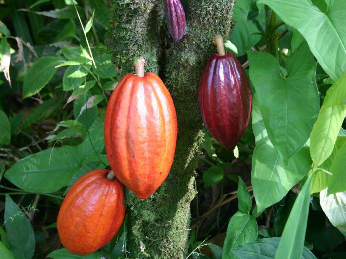 A cocoa tree with fruit pods at various stages of ripeness. Originally used by Mesoamerican peoples thousands of years ago to create a ceremonial drink, cocoa has long been considered potent with symbolic associations to the heart. (Public domain photo)
