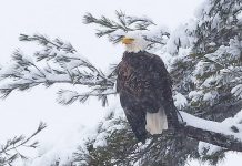 This capture of a majestic bald eagle by Dave Ellis was our top post on Instagram for December 2019. (Photo: Dave Ellis @dave.ellis.photos / Instagram)