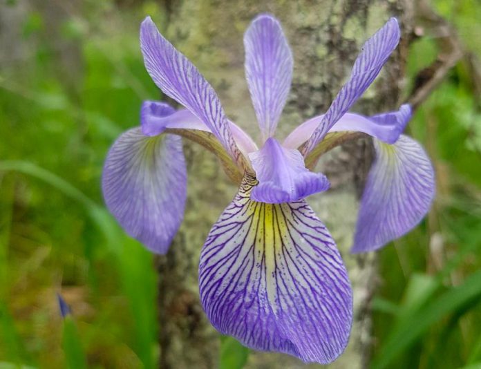 Wetlands are among the most productive and biologically diverse habitats in the world. The Fell Wetland property provides an excellent habitat for a biodiversity of flora and fauna, such as this blue flag iris. (Photo courtesy of Kawartha Land Trust)