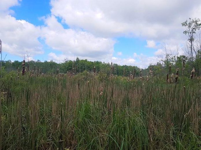 The cattail marsh on the newly protected Fell Wetland property, which contains a portion of a Provincially Significant Wetland -- a designation by the Ontario government for wetlands that have been identified as being the most valuable through a science-based ranking system known as the Ontario Wetland Evaluation System. (Photo courtesy of Kawartha Land Trust)