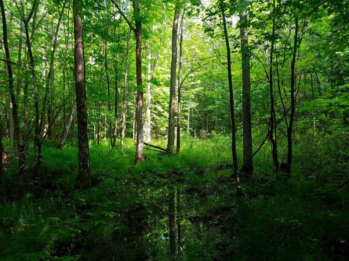 The wetland and forests on the newly protected Fell Wetland property serve as an important corridor for wildlife movement in the area. By linking together the fragmented natural areas near it, the Fell property contributes to the conservation and connectivity of habitats in and around its boundaries. (Photo courtesy of Kawartha Land Trust)