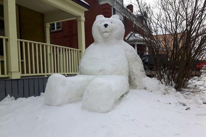 Jon Kolodziej and Dana Beren Watts created this giant snowbear, which they call "Snowlar Bear", in the front yard on their home on George Street in downtown Peterborough. (Photo: Jon Kolodziej)