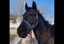 This black gelding horse with a blue halter and western saddle was found the Burleigh Falls area on the afternoon of February 23, 2020. Police are looking for the owners. (Supplied photo)