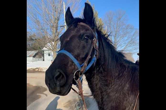 This black gelding horse with a blue halter and western saddle was found the Burleigh Falls area on the afternoon of February 23, 2020. Police are looking for the owners. (Supplied photo)