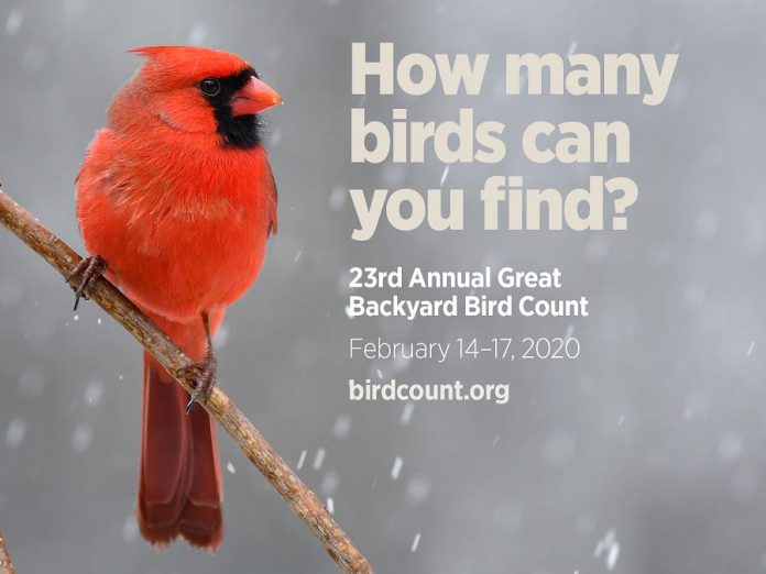 Northern Cardinal. (Photo: Deborah Bifulco / GBCC)