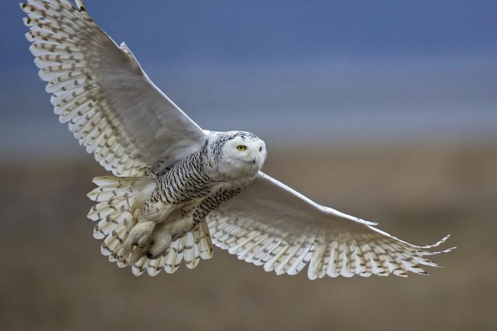 According to research by the National Audubon Society, the snowy owl is very vulnerable to climate change and will lose 93 per cent of its range if global temperatures rise by 3°C. By participating in the 2020 Great Backyard Bird Count, members of the public can help scientists understand where birds are and how their numbers are changing. (Photo: Diane McAllister / GBCC)