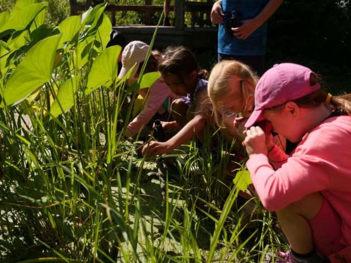 A group of campers study wetland habitat at the Earth Adventures summer camp at GreenUP Ecology Park. Education about our natural environment can empower us to protect our natural world. (Photo courtesy of GreenUP Ecology Park)