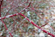 Enjoying the garden does not have to wait until summer. Practicing patience and slowing down to spend time in the garden during winter can teach us about our native plants and wildlife, and help us grow nicer gardens. For example, red osier dogwood is a popular choice to add a touch of red to your garden in winter. (Photo courtesy of GreenUP Ecology Park)