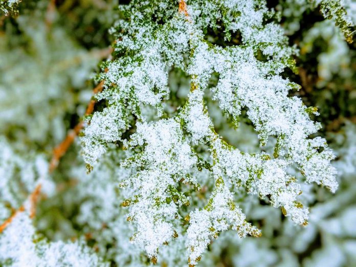 Cedar is a great option if you want to add a touch of green in your winter garden. (Photo courtesy of GreenUP Ecology Park)