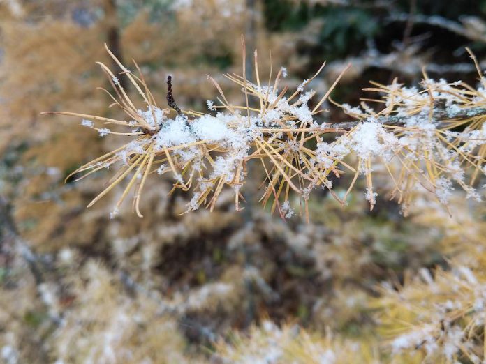 Tamarack is an eccentric and excellent local species for areas that stay wet in summer but get full sun. In the fall, the needles turn vibrant shades of yellow an orange before dropping.  (Photo courtesy of GreenUP Ecology Park)