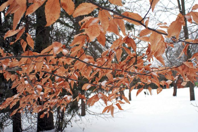 Beech and ironwood trees keep their leaves through the winter, adding visual and auditory textures to your garden during what can otherwise be bare and silent time of year. (Photo courtesy of GreenUP Ecology Park)