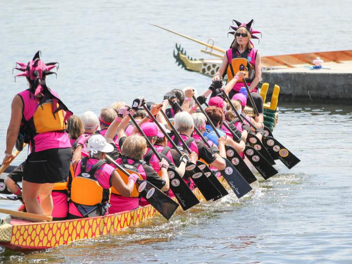 Paddlers at the 2015 Peterborough's Dragon Boat Festival, which returns to Del Crary Park in Peterborough for its 20th year on Saturday, June 13th. To date, the annual event has raised more than $3.6 million for for breast cancer screening, diagnosis, and treatment at Peterborough Regional Health Centre. (Photo: Linda McIlwain / kawarthaNOW.com)