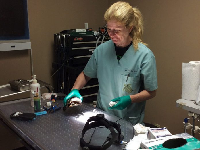 Ontario Turtle Conservation Centre executive and medical director Dr. Sue Carstairs performs surgery on one of the many hundreds of injured turtles admitted to the centre in 2019. Dr. Carstairs has been appointed to the Order of Ontario, the province's highest honour.  (Photo: Ontario Turtle Conservation Centre)